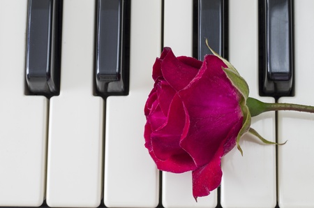 Rose over piano keysの写真素材