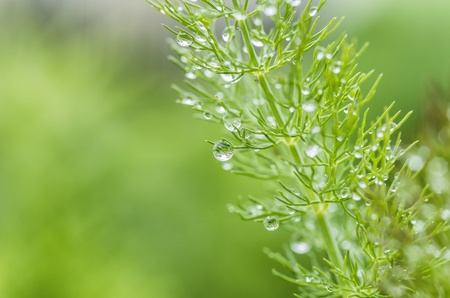 Plant with water drops in amazing colorsの写真素材