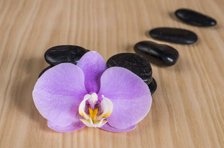 Purple orchid with black stonesの写真素材
