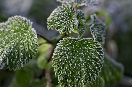 Leaves in hoarfrost with great detail and amazing colorsの写真素材