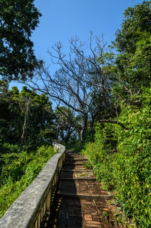 One way between forest with blue skyの写真素材
