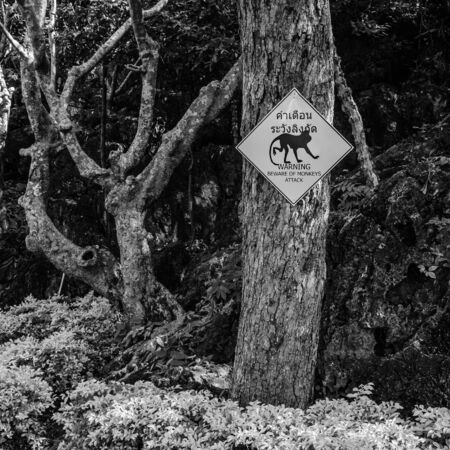 Beware of monkeys attack sign in black and white.の写真素材