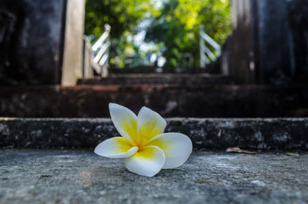plumeria flower on cement staircase in Pra Nakorn Khiri, Petchaburiの写真素材