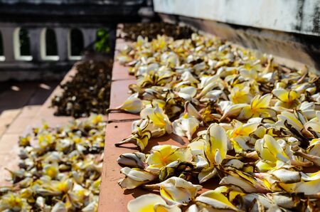 Dead Plumerias, raw materials of Incense  Thailandの写真素材