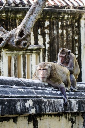 A family of monkeysの写真素材