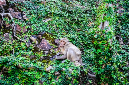 Monkey on the green wallの写真素材