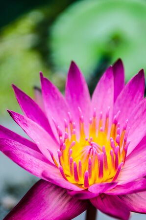 Pinky Purple lotus flower blooming at summer の写真素材