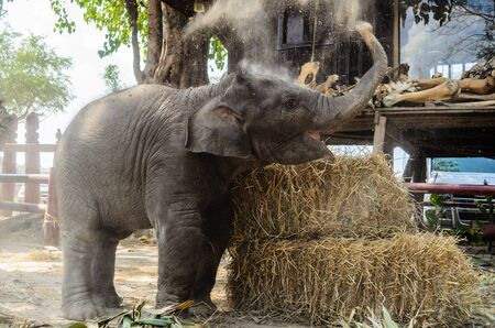 Thai baby elephant spit a soil powder の写真素材