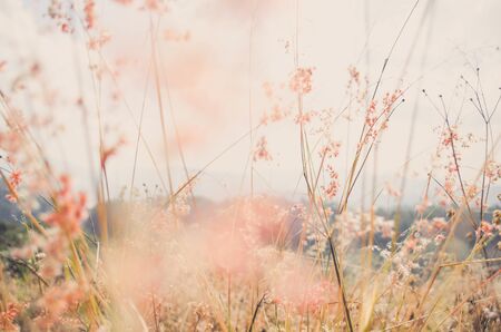 flower grass at relax morning time with warm tone vintageの写真素材