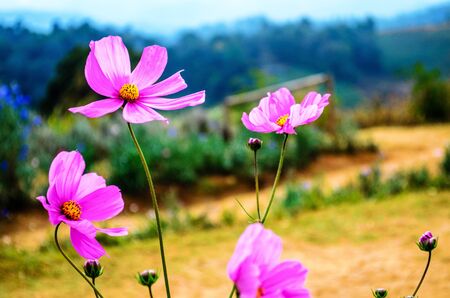 Cosmos flowers in blooming with sunsetの写真素材