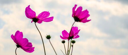 Cosmos flowers in blooming with sunsetの写真素材