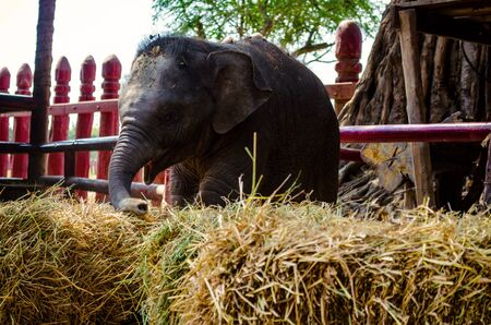 Portrait of child elephant in Thailandの写真素材