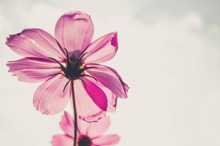 Cosmos flowers in blooming with sunsetの写真素材