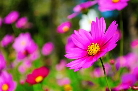 Cosmos flowers in blooming with sunsetの写真素材