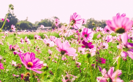 Cosmos flowers in blooming with sunsetの写真素材