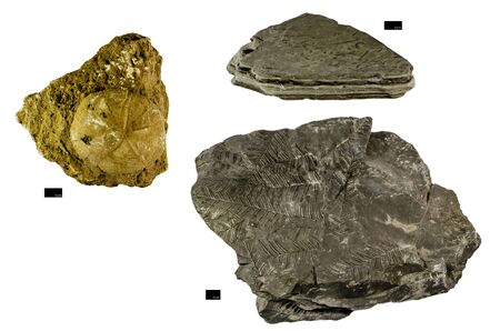 Group of Fossil isolated on white background with scale barの写真素材
