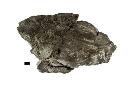Leaf fossil printed on shale  sedimentary rock  isolated on white background with scale barの写真素材