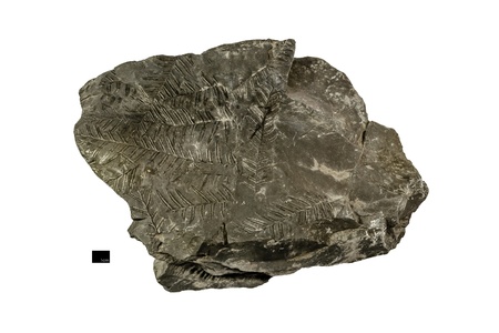 Leaf fossil printed on shale  sedimentary rock  isolated on white background with scale barの写真素材