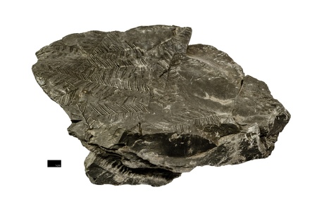 Leaf fossil printed on shale  sedimentary rock  isolated on white background with scale barの写真素材
