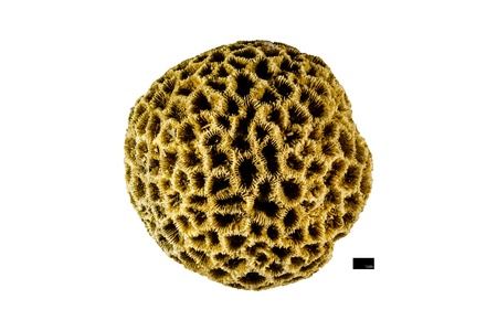 Fossil isolated on white background with scale barの写真素材
