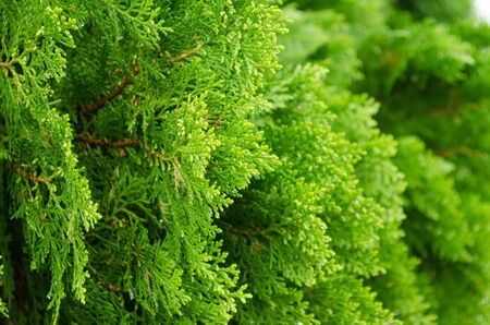 Green Thuja orientalis in morning with water drop  Abstract green background の写真素材