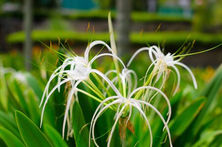 Crinum Lily flower in the green garden の写真素材