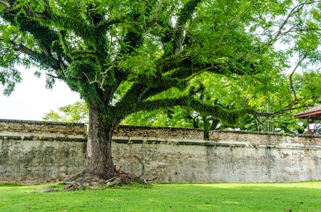 large tree in a parkの写真素材