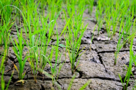 View of Young rice sprout ready to growing in the rice fieldの写真素材