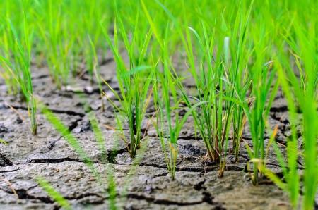 View of Young rice sprout ready to growing in the rice fieldの写真素材