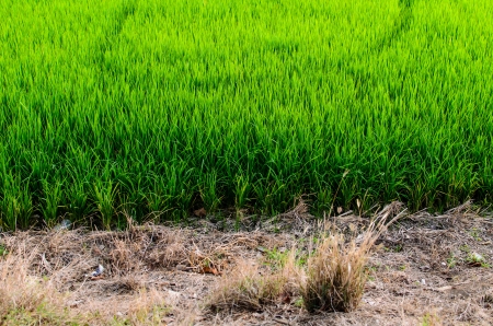 The green rice farm in Thai countryの写真素材
