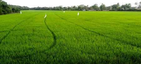 The green rice farm in Thai countryの写真素材