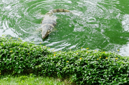 Water monitor swimming in pond, Varanus salvatorの写真素材