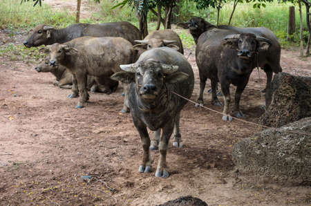 group of  buffalo 