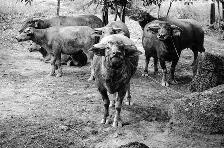 group of  buffalo の写真素材