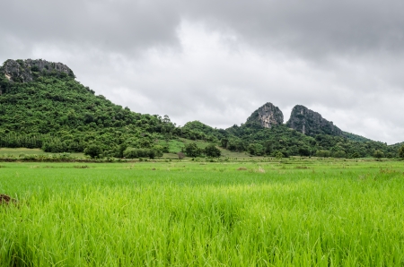 Paddy on the mountains green rice fieldの写真素材