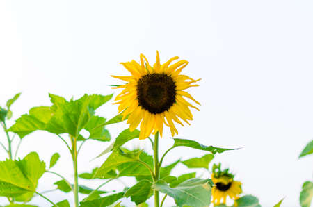 Enjoy the sun  beautiful sunflowers