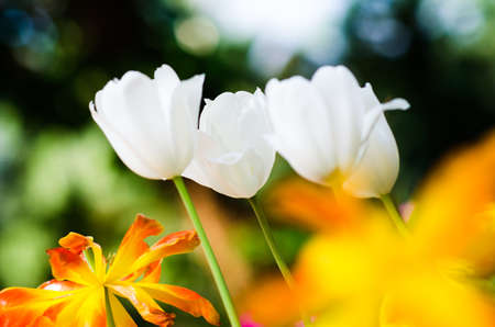 tulip. Beautiful bouquet of tulips. colorful tulips. tulips in spring sun. tulip in the field