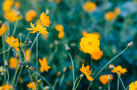Cosmos flowers in blooming in agriculture.の写真素材