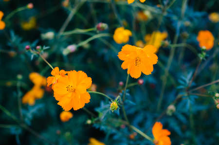 Cosmos flowers in blooming in agriculture.の写真素材