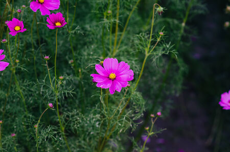 Cosmos flowers in blooming in agriculture.の写真素材