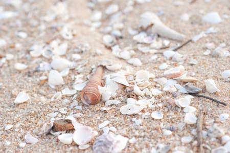 sea shells with sand の写真素材