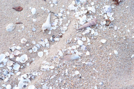 sea shells with sand as backgroundの写真素材