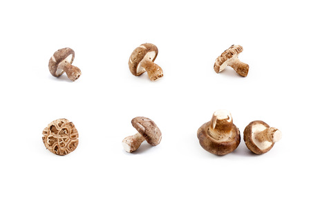 Shiitake Chinese mushrooms isolated on white backgroundの写真素材