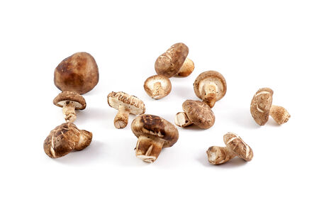 Shiitake Chinese mushrooms isolated on white の写真素材