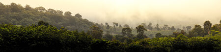 Beautiful warm tone forest wallpaper in morning time with fog.