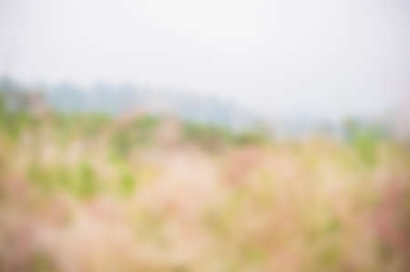 Nature abstract blur background for webdesignの写真素材