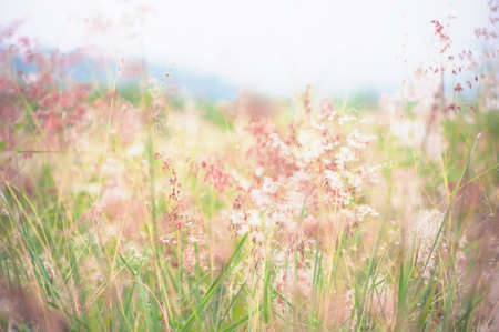 retro defocus flowers background with Instragram filter tone.の写真素材