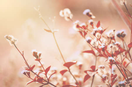 summer vintage beautiful grass flowers on sunrise background with Instragram filter tone.