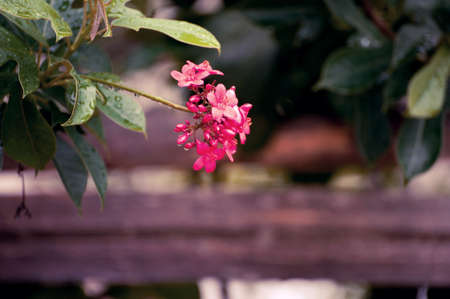 Red flower with vintage filter effect