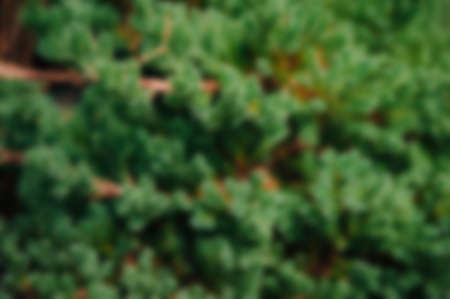 Blur natural green forest backgroundの写真素材